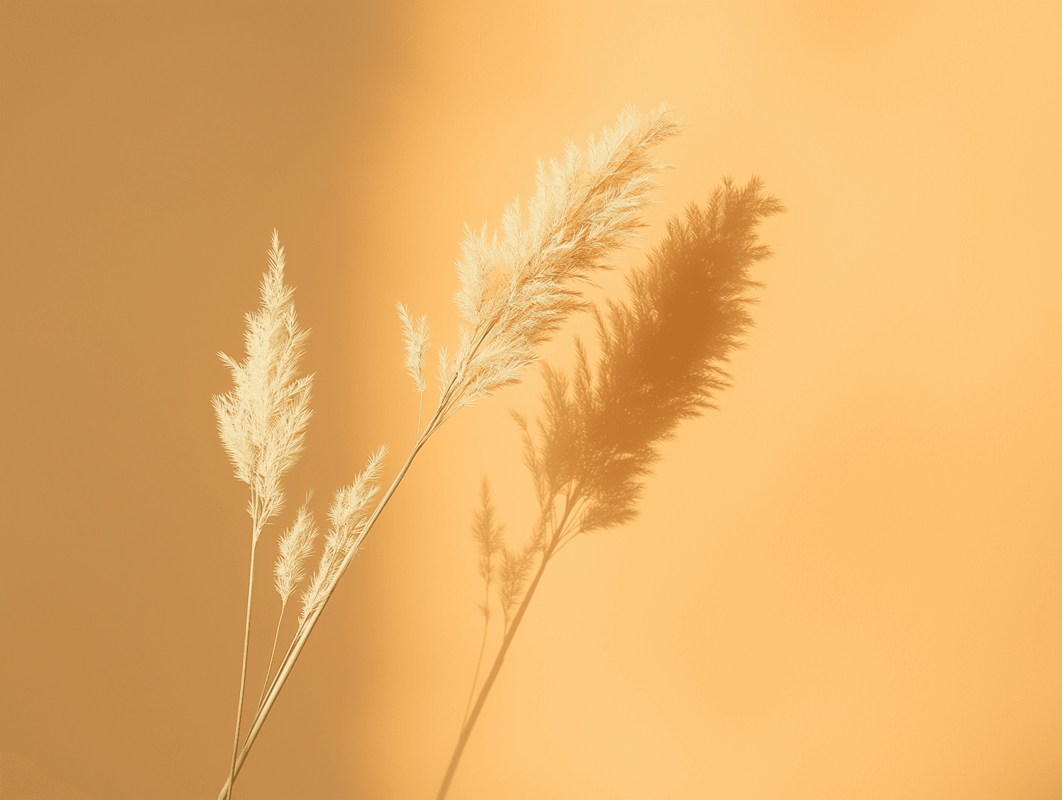 Tall pale grasses casting soft shadows against a warm golden ground